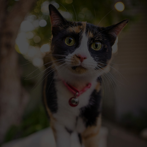 TRANSPORT ANY PET, ANYWHERE IN THE WORLD