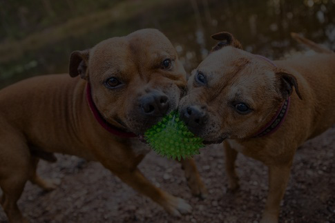 BE PREPARED WHEN TRANSPORTING YOUR PET OVERSEAS